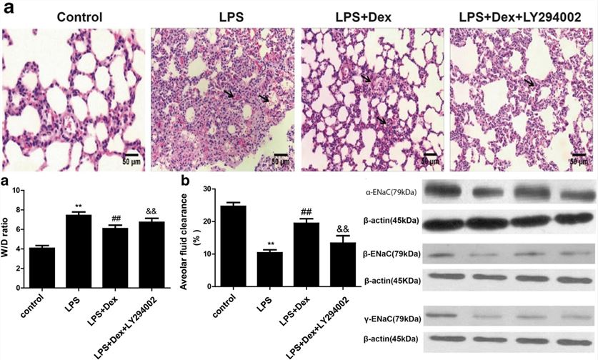 Fig.2 Effects of Dex on LPS-induced pulmonary edema model. (OA Literature)