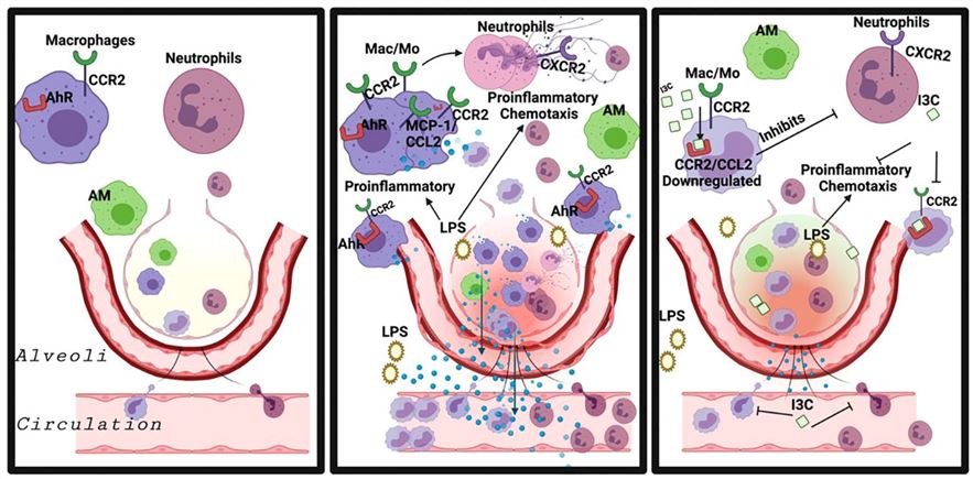 Fig.1 Mechanism of LPS induced ARDS. (OA Literature)