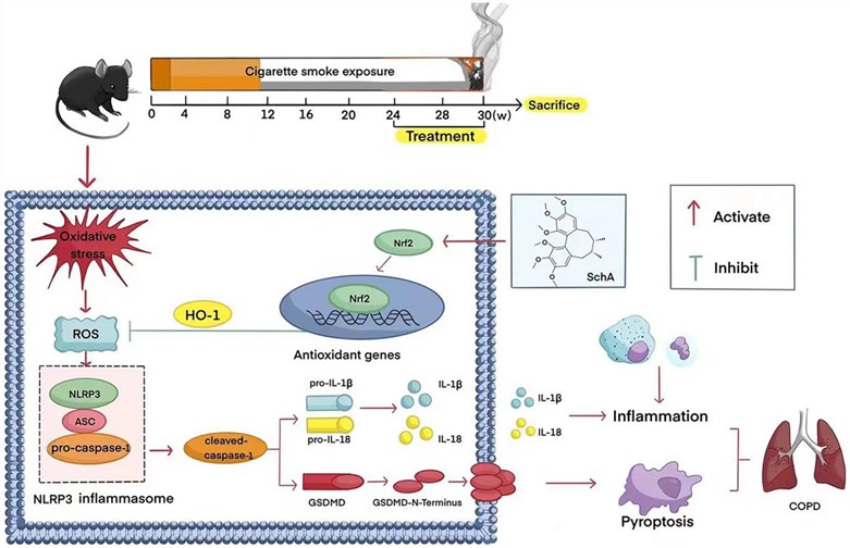 Fig.2 An example of a mouse model of COPD. (OA Literature)