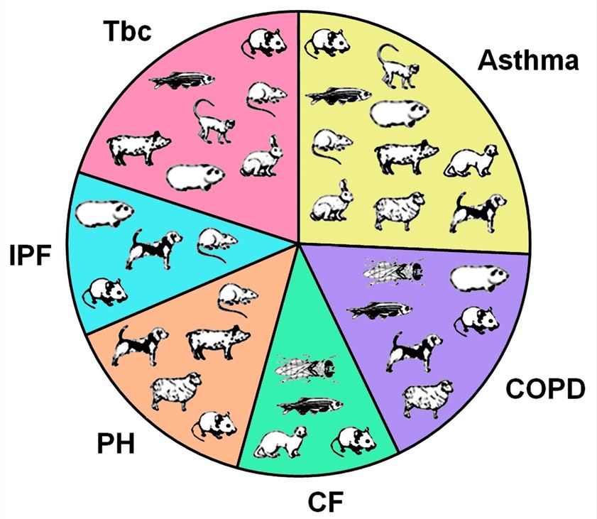 Fig.3 Available animal models in chronic respiratory diseases. (OA Literature)
