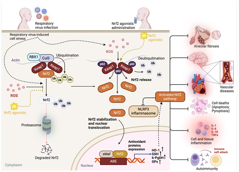 Fig. 1 Molecular mechanisms of airway injury caused by respiratory tract infections. (OA Literature)