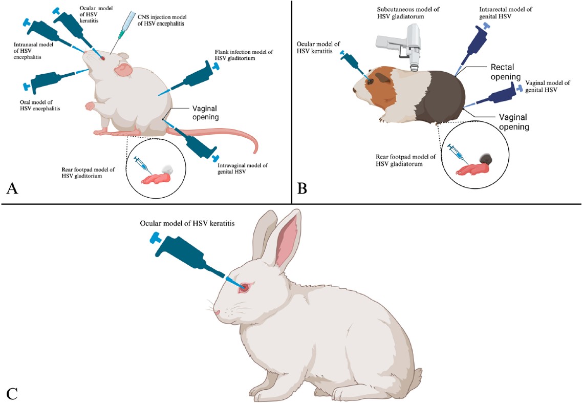 Fig.2 HSV infection and pathogenesis routes in murine (A), guinea pig (B), and rabbit (C) models. (OA Literature)