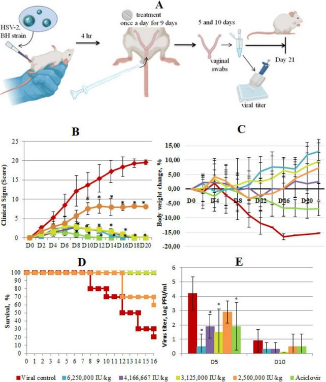 Fig.3 Preclinical efficacy study of interferon vaginal tablets for genital herpes. (OA Literature)