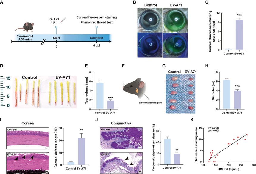 Fig.3 EV-A71 infection induces decreased tear production and lacrimal gland abnormalities in mice. (OA Literature)
