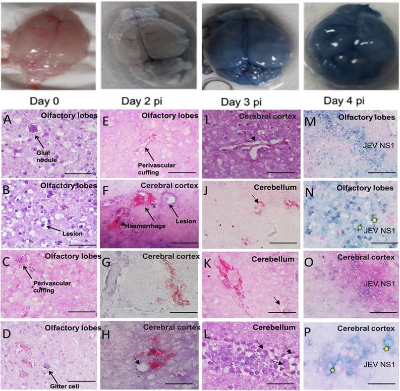 Fig.2 Mouse Japanese encephalitis Model. (OA Literature)