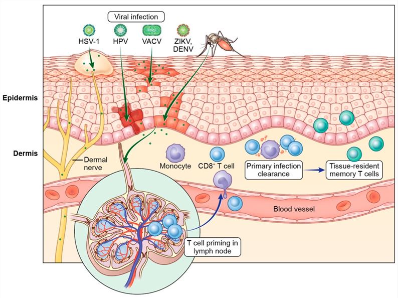 Fig 1. Cutaneous viral infections. (OA Literature)