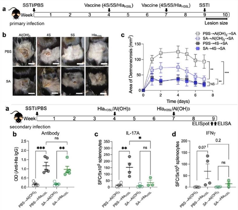 Fig 2. Mouse skin and soft tissue infection model. (OA Literature)