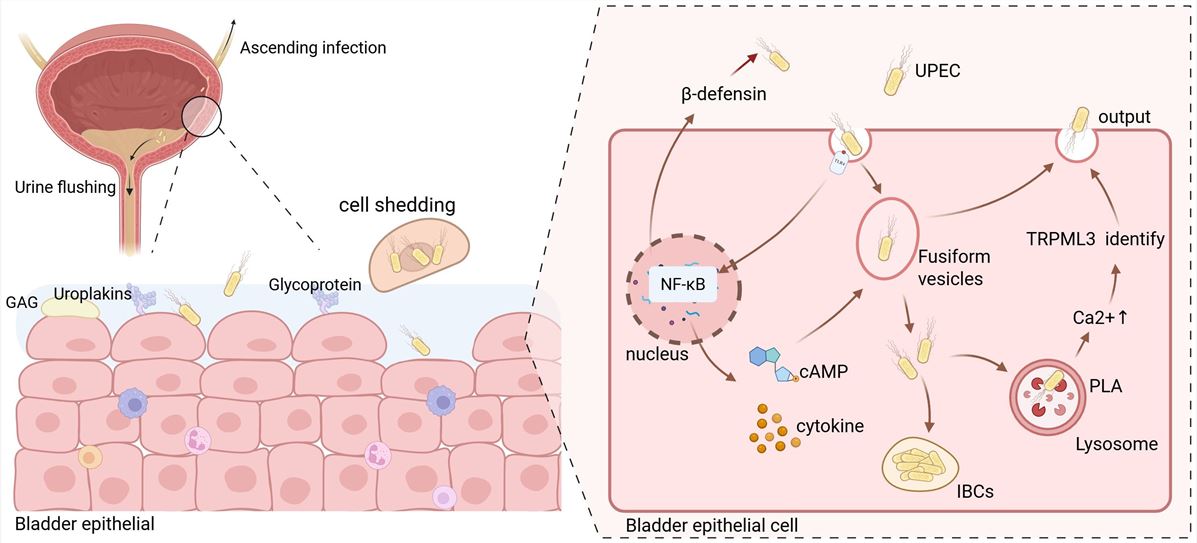 Fig.1 Diagram of uropathogenic E. coli entry into bladder cells. (OA Literature)