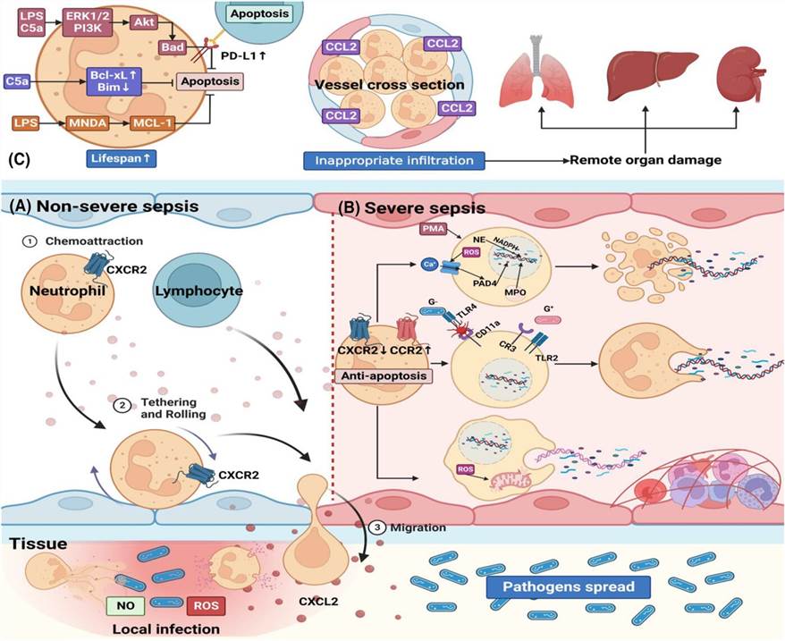 Fig. 1 Pictures of molecular mechanisms and potential therapeutic targets of sepsis. (OA Literature)
