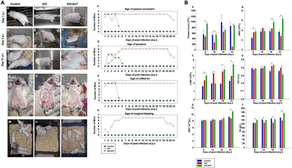 Fig. 2 Pictures of the dengue mouse model. (OA Literature)