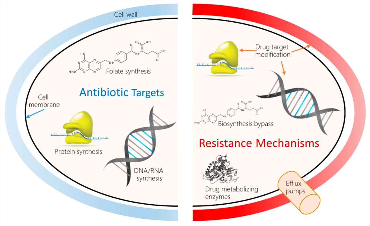 Fig.1 Molecular mechanisms of AMR. (OA Literature)