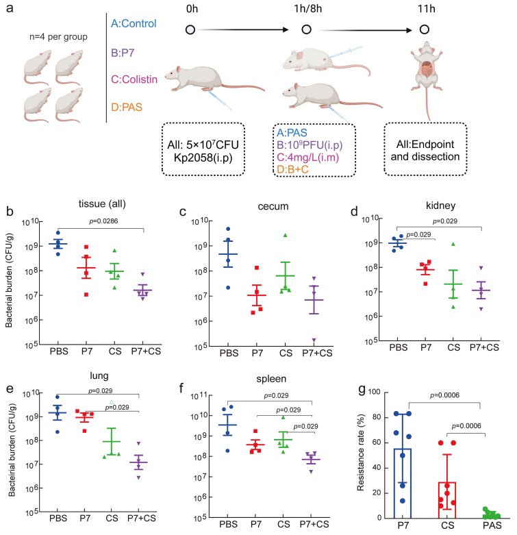 Fig.2 Evaluation of in vivo efficacy and drug resistance of phage-antibiotic synergistic therapy (PAS) in a mouse model. (OA Literature)