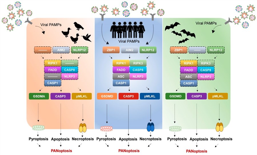 Fig.1 Differential PANoptosis regulation in avian and bat species suggests mechanisms for zoonotic virus tolerance. (OA Literature)