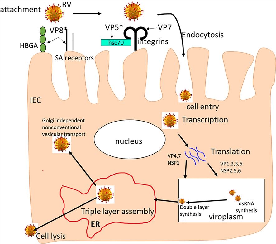 Fig.1 Rotavirus lifecycle dynamics. (OA Literature)