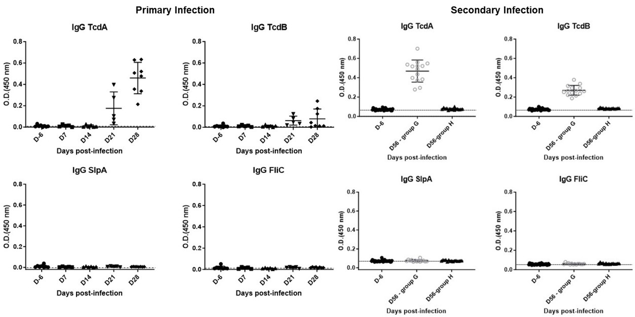 Fig.2 Mouse model of mild C. difficile infection. (OA Literature)