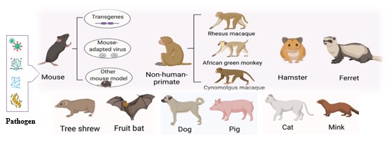 Animal species used for infectious disease modeling (OA Literature)
