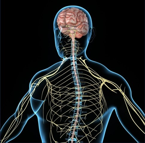 Picture of Nervous System Model (Creative Biolabs Authorized)