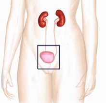 Picture of Urinary and genital System Infection Model (Creative Biolabs Authorized)