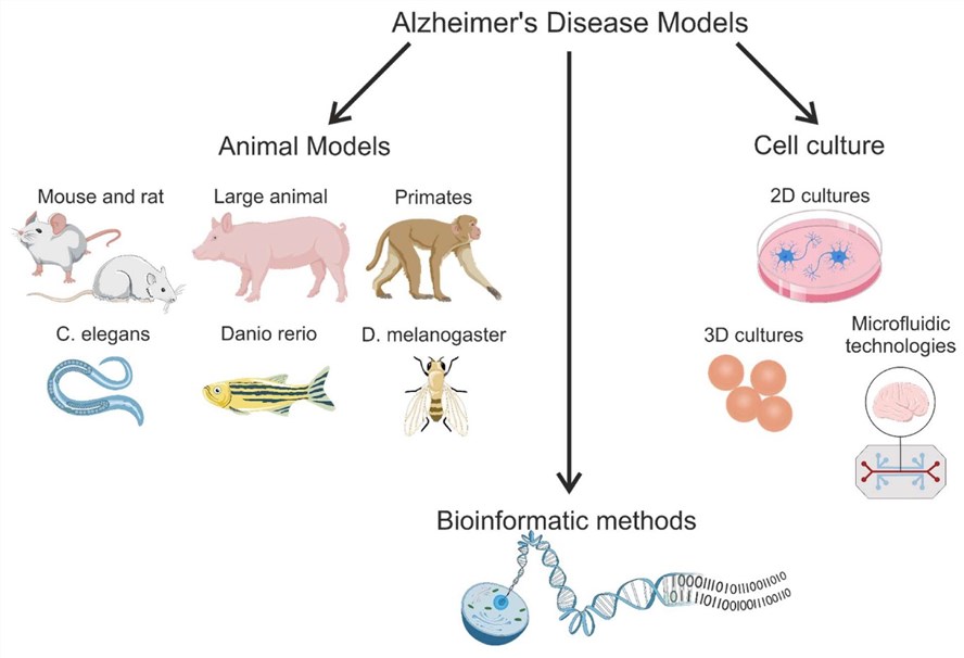 Fig.1 In vivo and in vitro models of Alzheimer's disease. (OA Literature)
