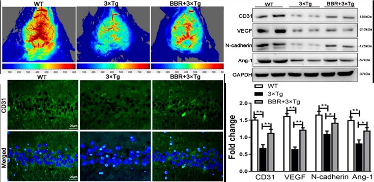Fig.2 The therapeutic effect of Berberine in 3xTg AD mice. (OA Literature)