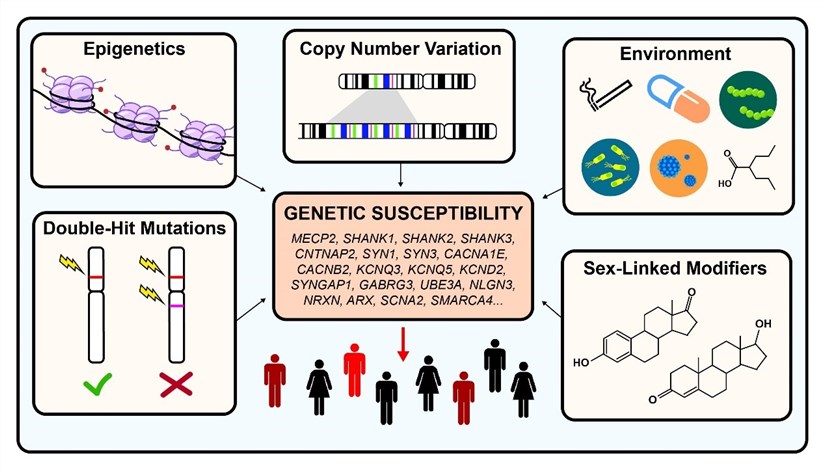 Fig.1 Genetic factors that regulate the clinical severity of ASD. (OA Literature)