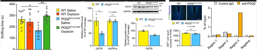 Fig.2 The therapeutic effect of Oxytocin in POGZWT/Q1038R mice. (OA Literature)