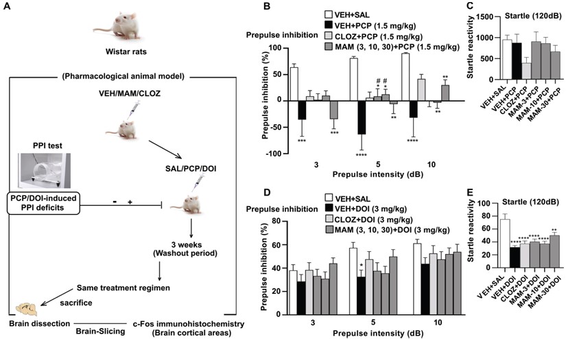 Fig.2 The therapeutic effect of MAM in PCP induced SZ rats. (OA Literature)