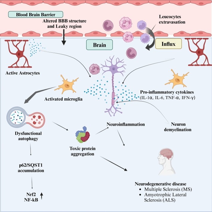 Fig.1 Compromised BBB tight junctions facilitate peripheral immune cell infiltration and leukocyte extravasation, driving neuroinflammation. (OA Literature)