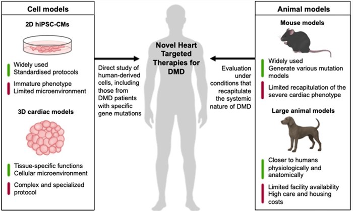 Fig.1 Preclinical cell and animal models for DMD drug discovery. (OA Literature)