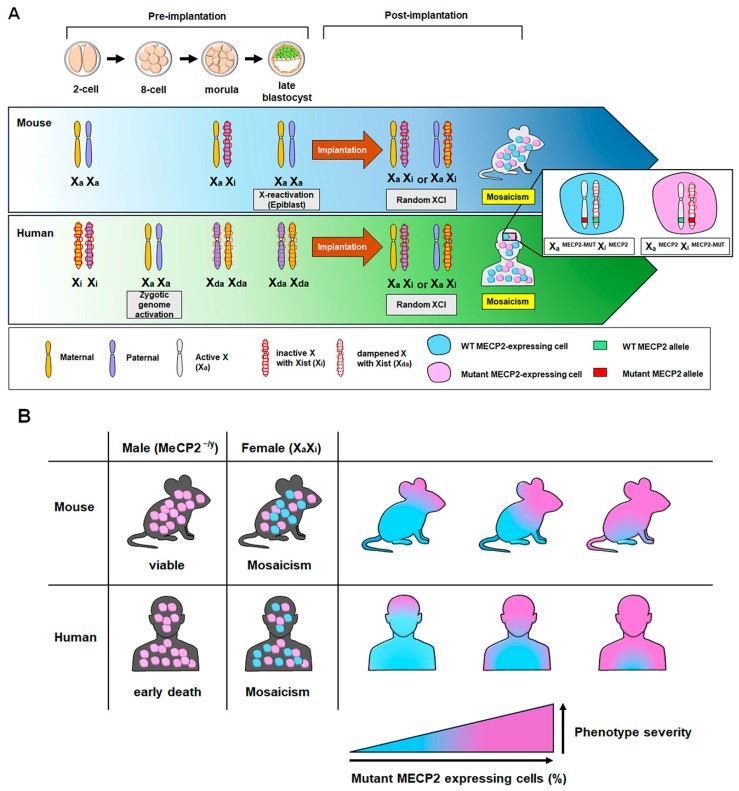 Fig.1 While mice and humans differ in early X-regulation, both utilize post-implantation random X-inactivation. This creates a mosaicism that determines MECP2 phenotypes: males exhibit uniform severity, whereas female severity depends on the ratio of mutant-expressing cells. (OA Literature)