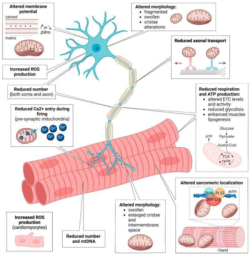 Fig.1 Mechanistic overview of mitochondrial dysfunction across the SMA neuromuscular axis. (OA Literature)