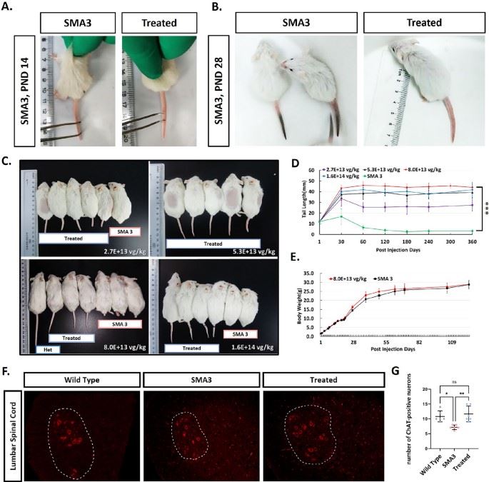 Fig.2 The therapeutic effect of AAV9-coSMN1 in SMA3 mice. (OA Literature)