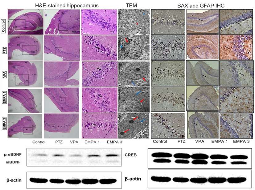 Fig.2 The therapeutic effect of EMPA in PTZ induced epilepsy rats. (OA Literature)