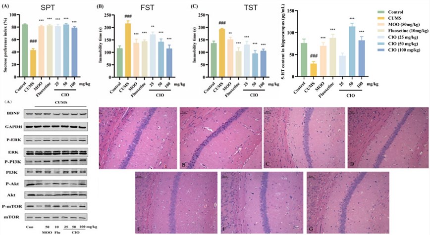 Fig.2 The therapeutic effect of CIO in CUMS-Induced Mice. (OA Literature)