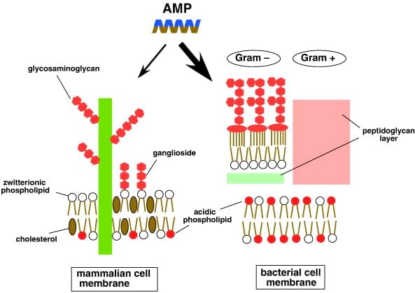 Different effects of AMPs on bacterial and mammalian cell membrane