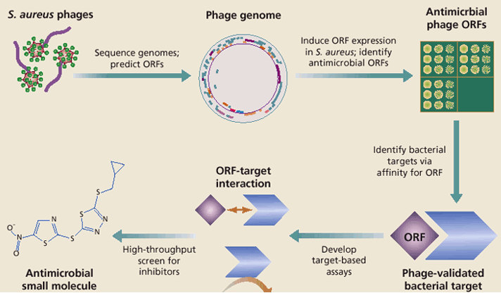 Drug discovery basing bacteriophages genomics strategy