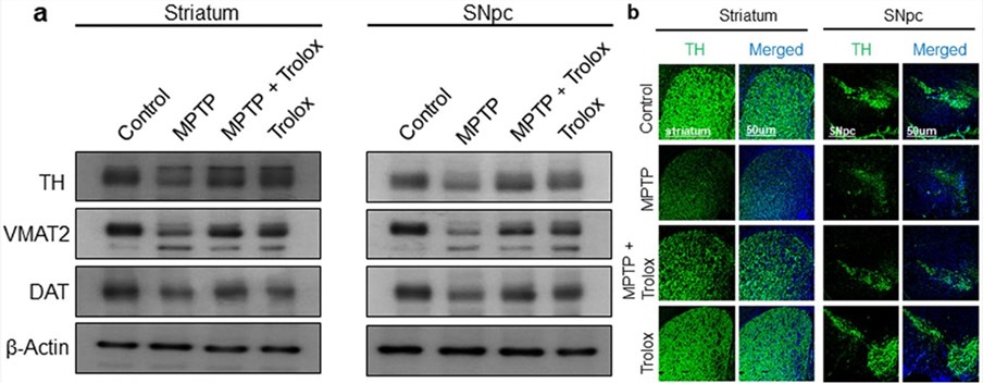Fig.2 The therapeutic effect of Trolox in the MPTP-induced mouse model of Parkinson's Disease. (OA Literature)