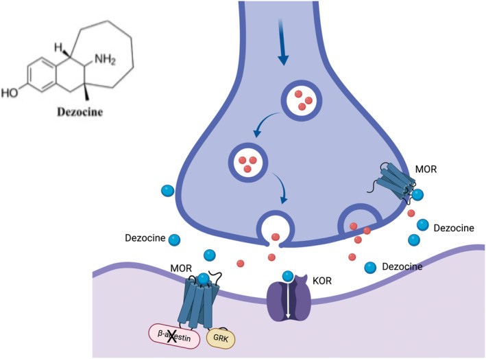 Fig.1 This schematic highlights the integration of ascending/descending pathways, trigeminocervical convergence, and autonomic reflexes in migraine pathophysiology. (OA Literature)