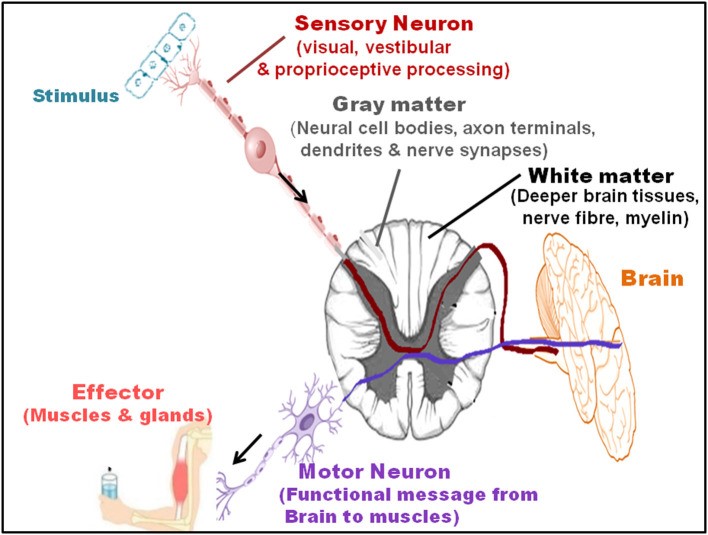 Fig.1 A picture of sensory and motor pathways and interaction with the brain. (OA Literature)