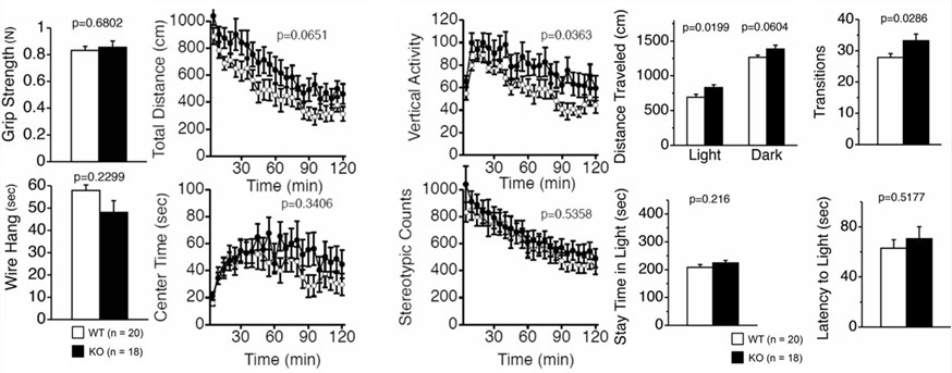Fig.2 Motor functional characterization of Gomafu KO mice. (OA Literature)