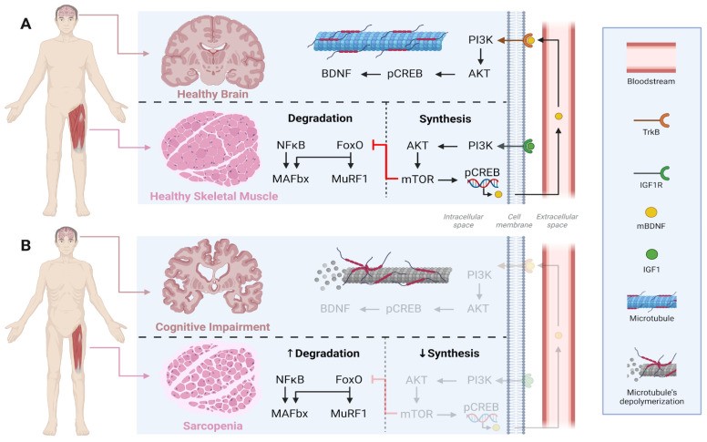 Fig.1 The differences between skeletal muscle and brain in health (A) versus sarcopenia and cognitive impairment (B). (OA Literature)