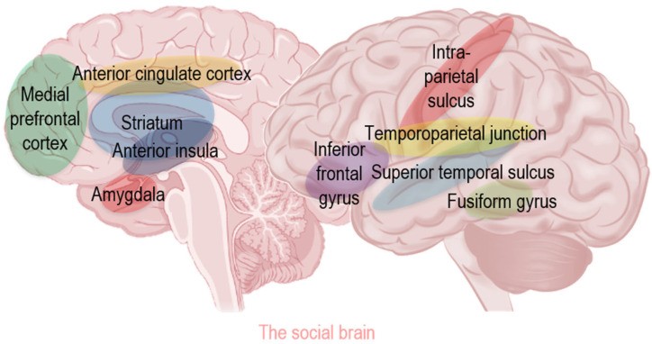 Fig.1 This schematic highlights the integration of ascending/descending pathways, trigeminocervical convergence, and autonomic reflexes in migraine pathophysiology. (OA Literature)