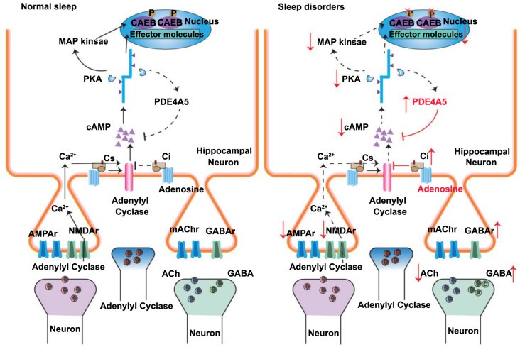 Fig.1 Shifts in hippocampal connectivity and signal propagation from wakefulness to deep sleep. (OA Literature)