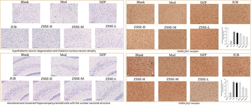 Fig.2 Pathological examination, the expression of GABAA Rα1 and γ2 results of PCPA induced insomnia rats by ZSSE. (OA Literature)