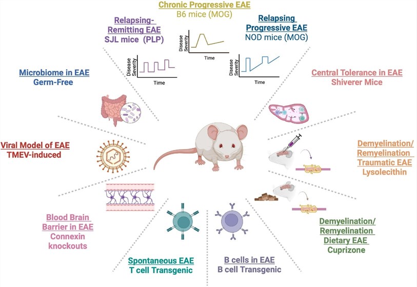 Fig.1 Various experimental autoimmune encephalomyelitis (EAE) models have been developed to simulate the diverse clinical courses and pathological features of multiple sclerosis (MS). (OA Literature)