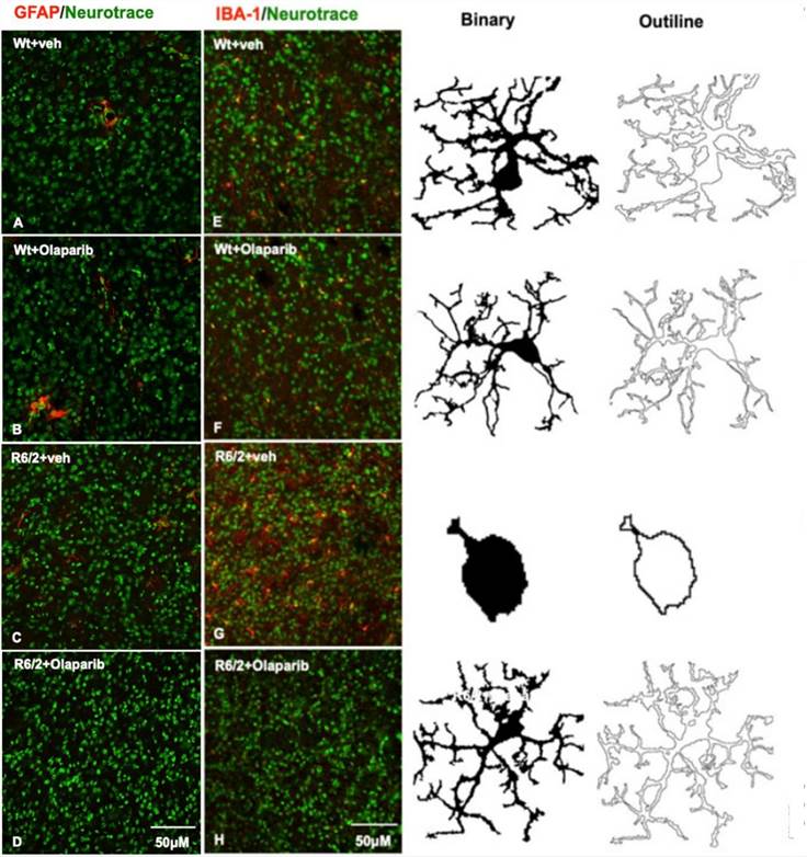 Fig.2 The therapeutic effect of Olaparib in R6/2 HD mice. (OA Literature)