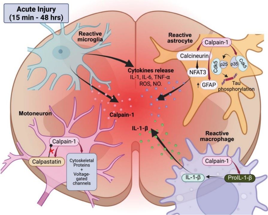 Fig.1 Acute calpain activation and neuroinflammatory responses of SCI. (OA Literature)