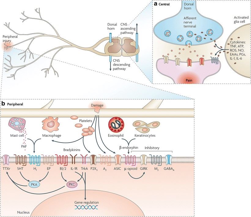 Fig.1 Neurochemical and molecular mediators of pain signaling in inflammatory and neuropathic pathophysiologies. (OA Literature)