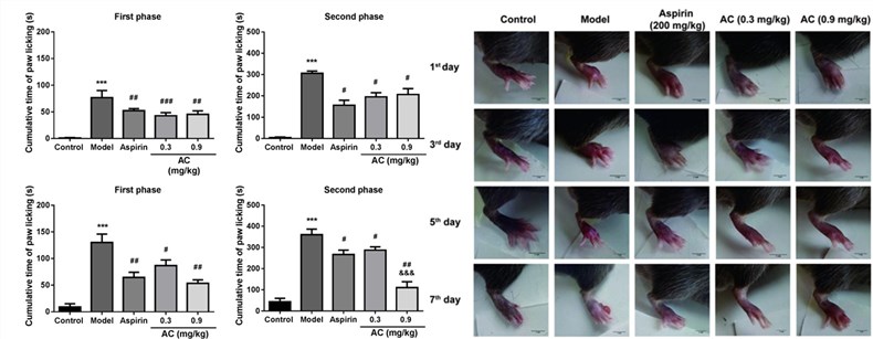 Fig.2 The therapeutic effect of aconitine in CFA induced mice (OA Literature)