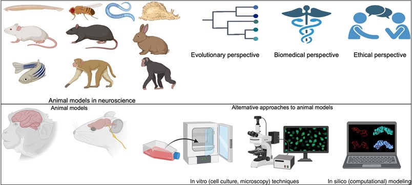 Fig.1 In vivo models are crucial for neuroscience, integrating evolutionary, biomedical, and ethical factors. (OA Literature)
